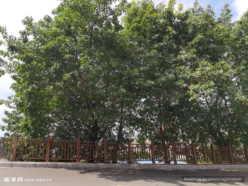 绿树成荫的户外场景