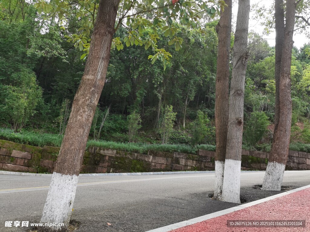 路边树木与红道景致