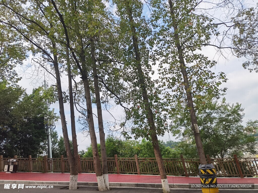 道路旁挺拔的绿树景观