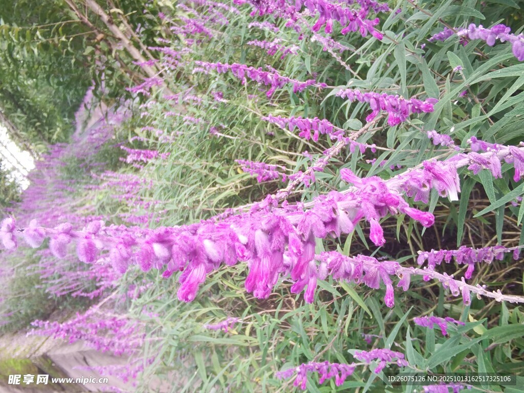 紫色花卉绽放于绿植间