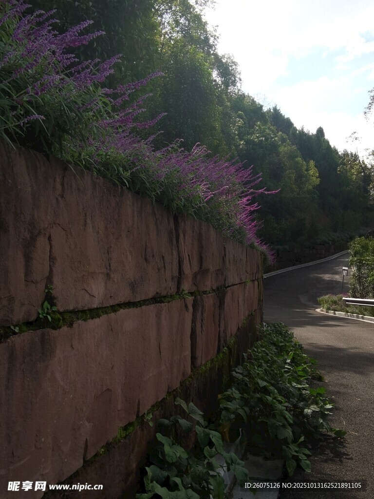 石墙边的绿植景观