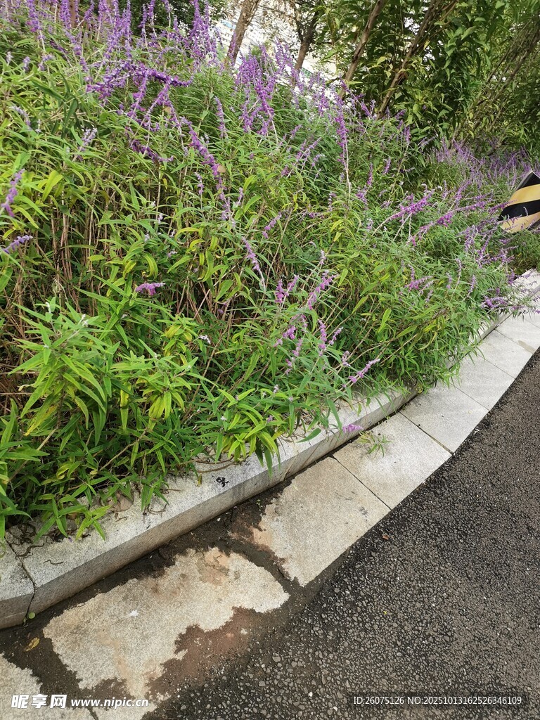 路边繁茂的紫色花丛
