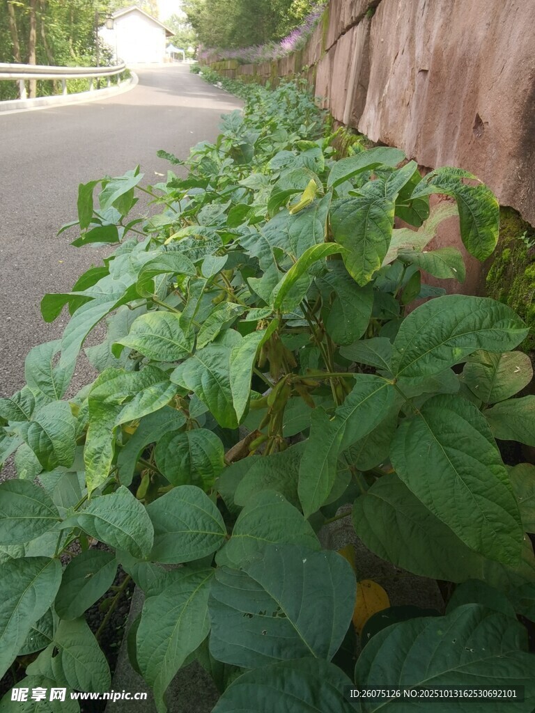 路边茂盛的绿色植物