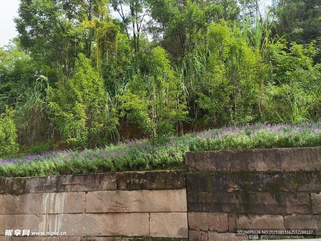 石墙边的繁茂绿植