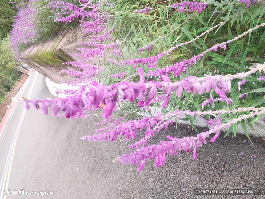 路边绽放的紫色美丽花卉