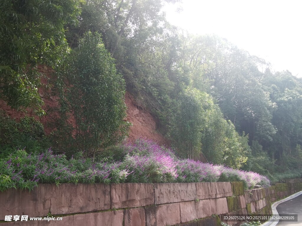 路边绿植繁花景观