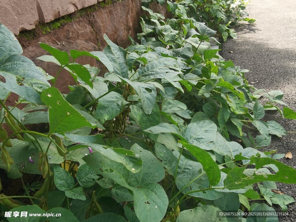 墙边繁茂绿植
