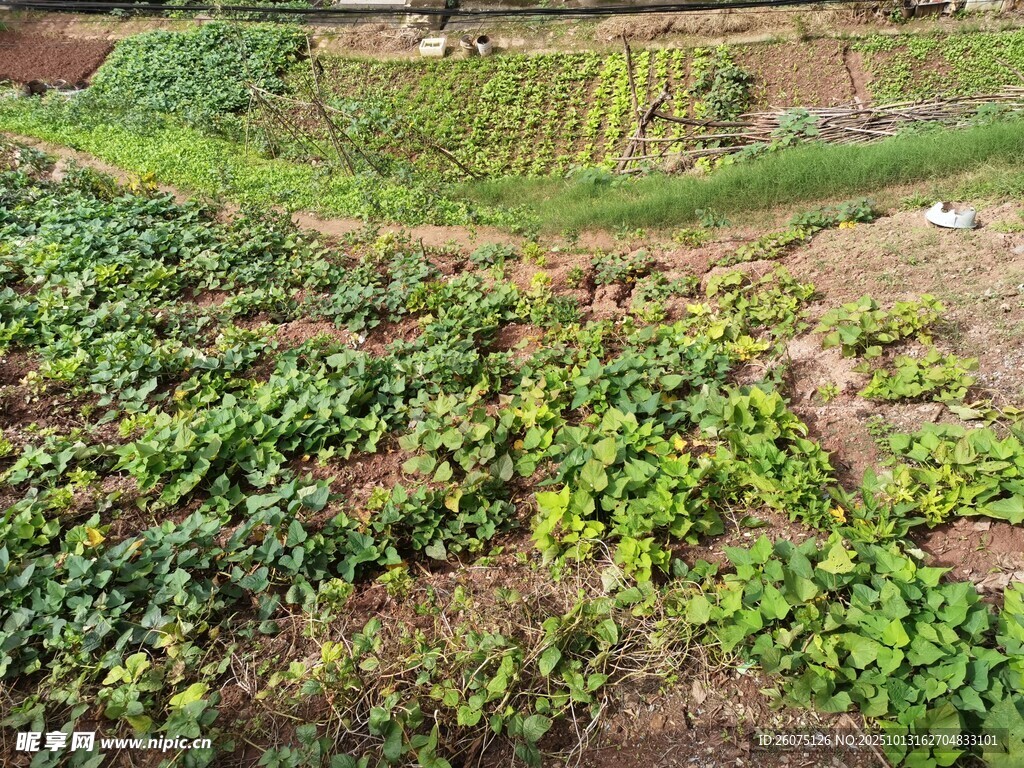 田园蔬菜种植景象