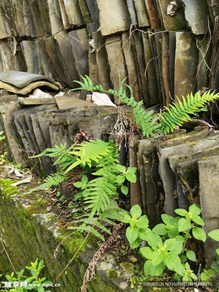 瓦片间生长的翠绿蕨类植物