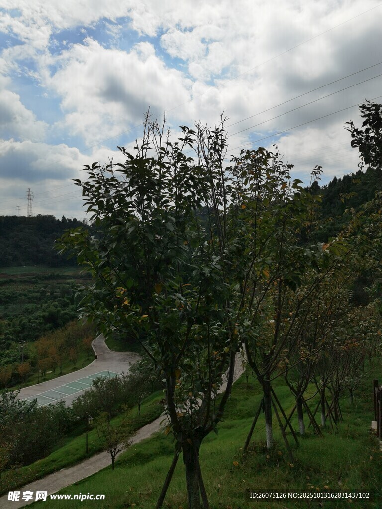 郊外绿树与蜿蜒小路风景