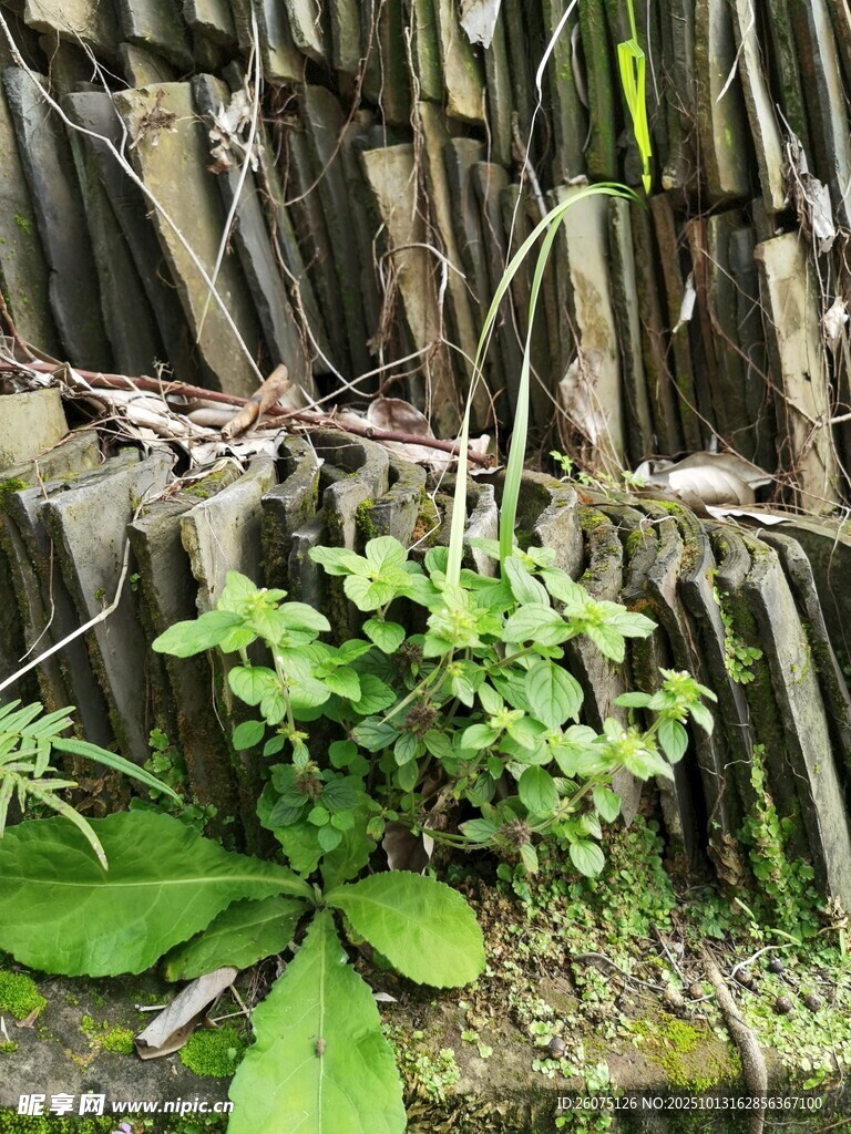 瓦片缝中生长的绿色植物