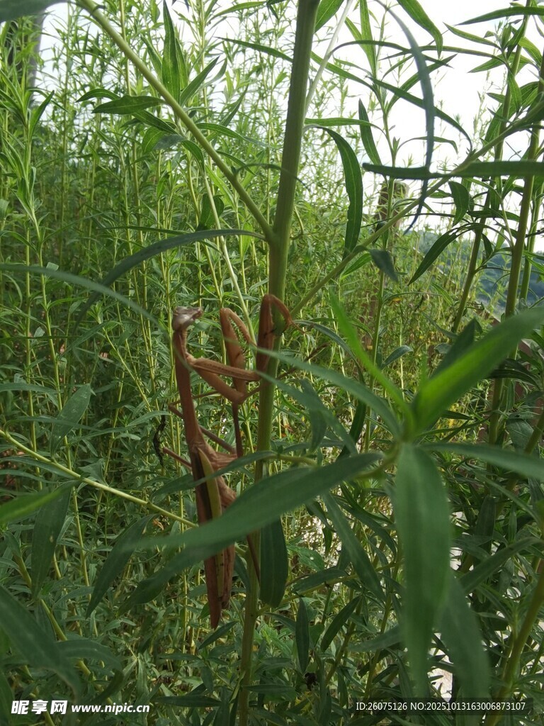 野外繁茂植物中的螳螂