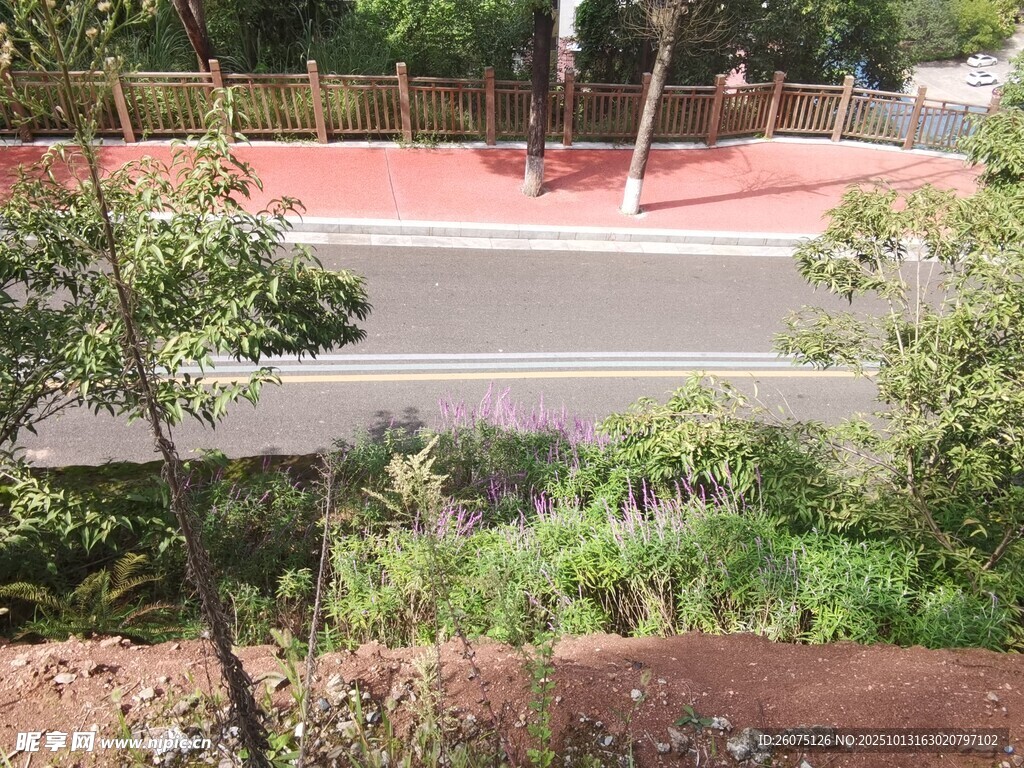 路边绿植景观