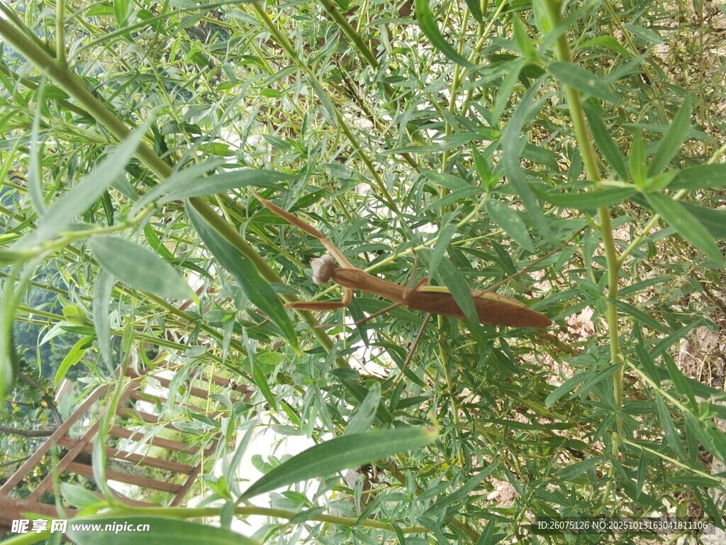 草丛中的螳螂
