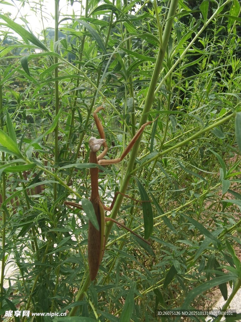 野外绿植中的红色植物枝