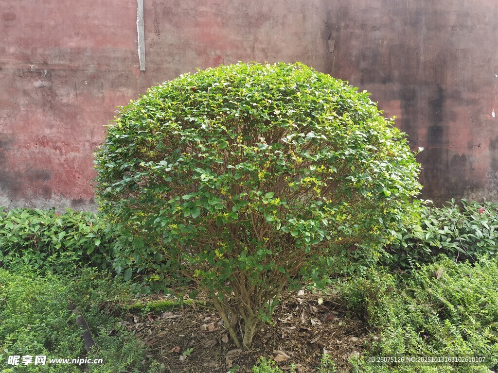 球形绿植特写