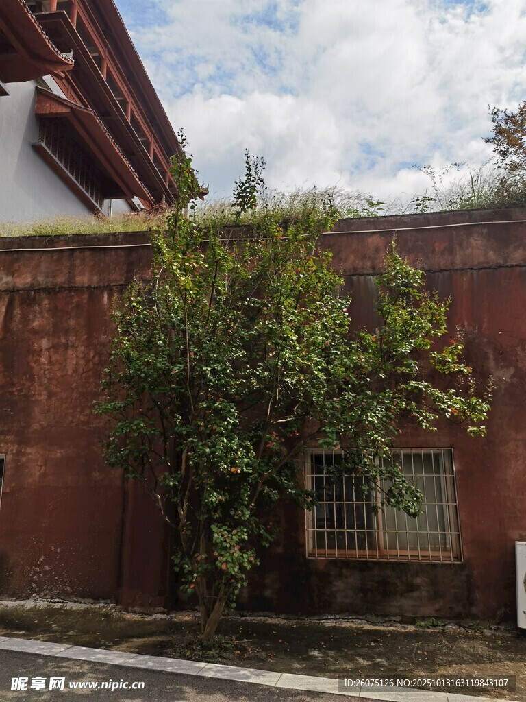 古旧红墙旁的葱郁绿树