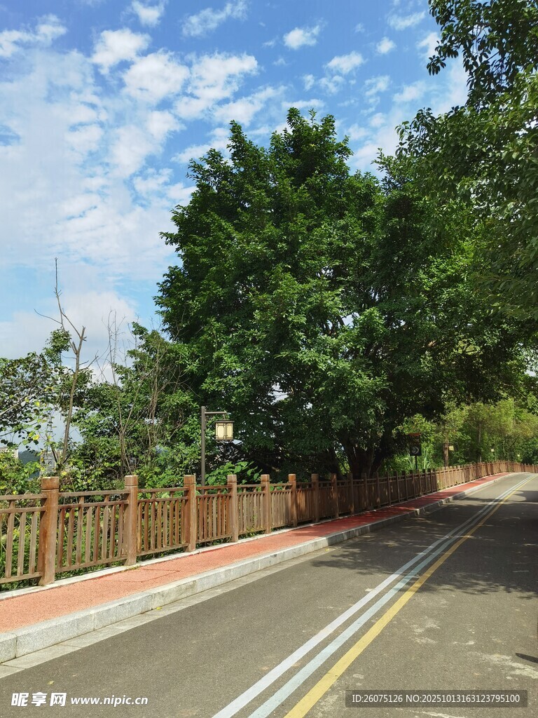 乡村公路绿树相伴