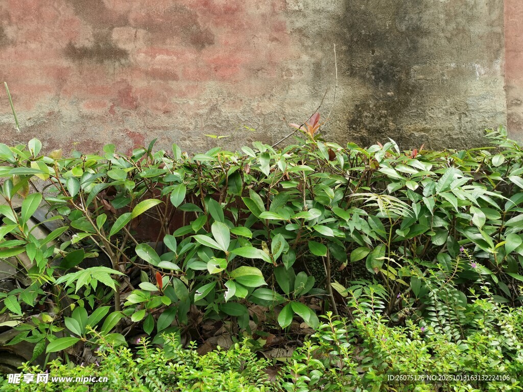 墙边绿植景观