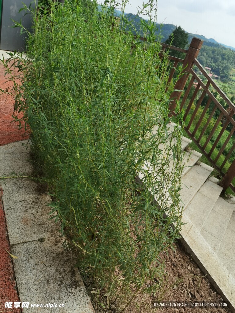 庭院边的绿植景观