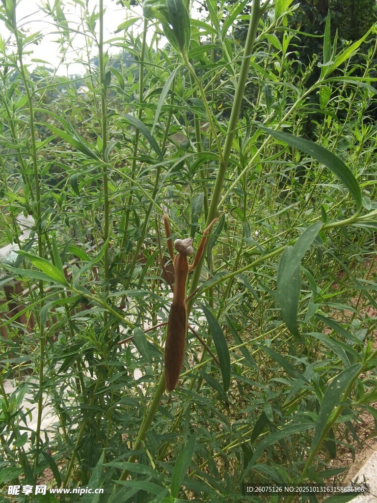 草丛中的棕色昆虫