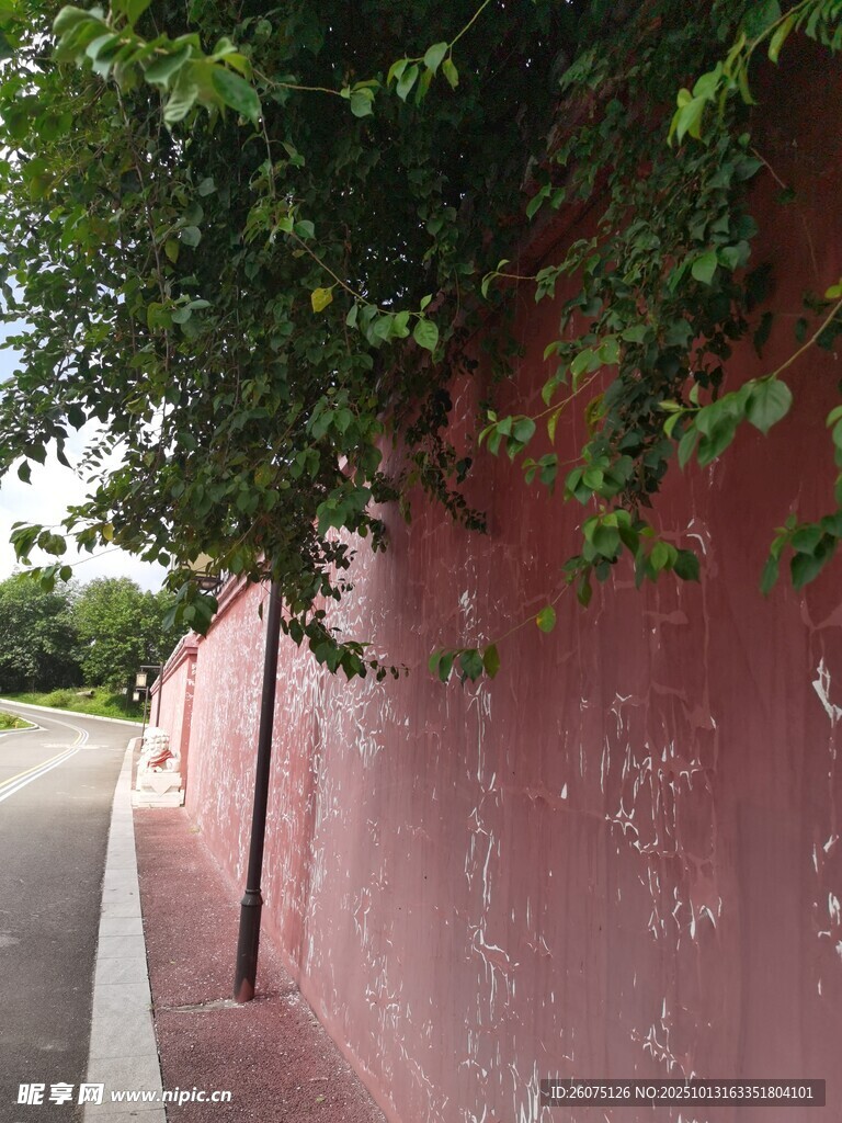 红墙边的绿意盎然