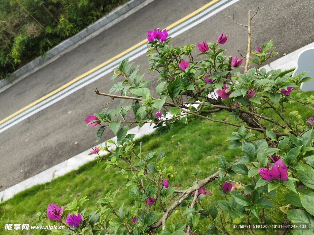 路边绽放的艳丽紫色花朵