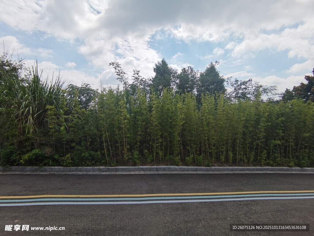 公路旁的茂密绿植景观