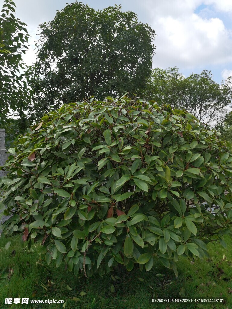 绿叶繁茂的灌木丛