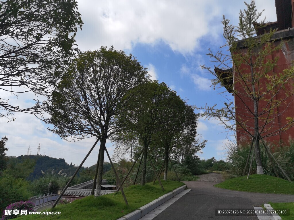 乡村公路旁的绿树与建筑