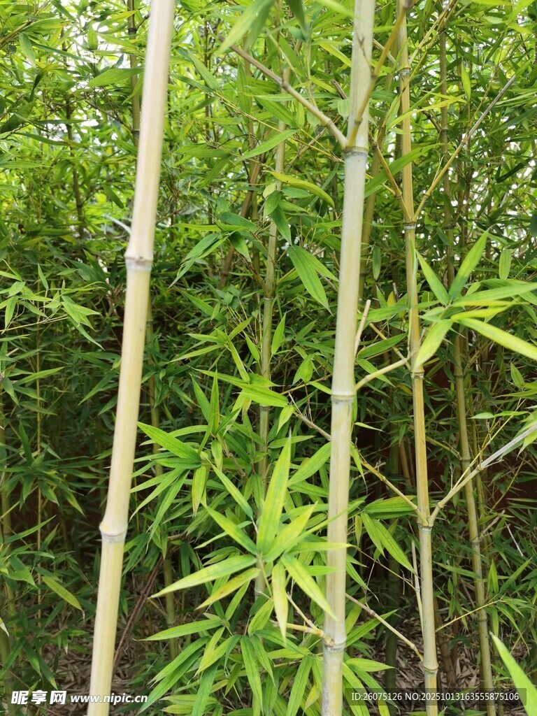 翠绿竹林中的挺拔竹竿