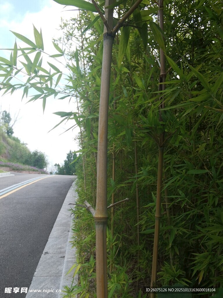 路边翠竹清新自然景致