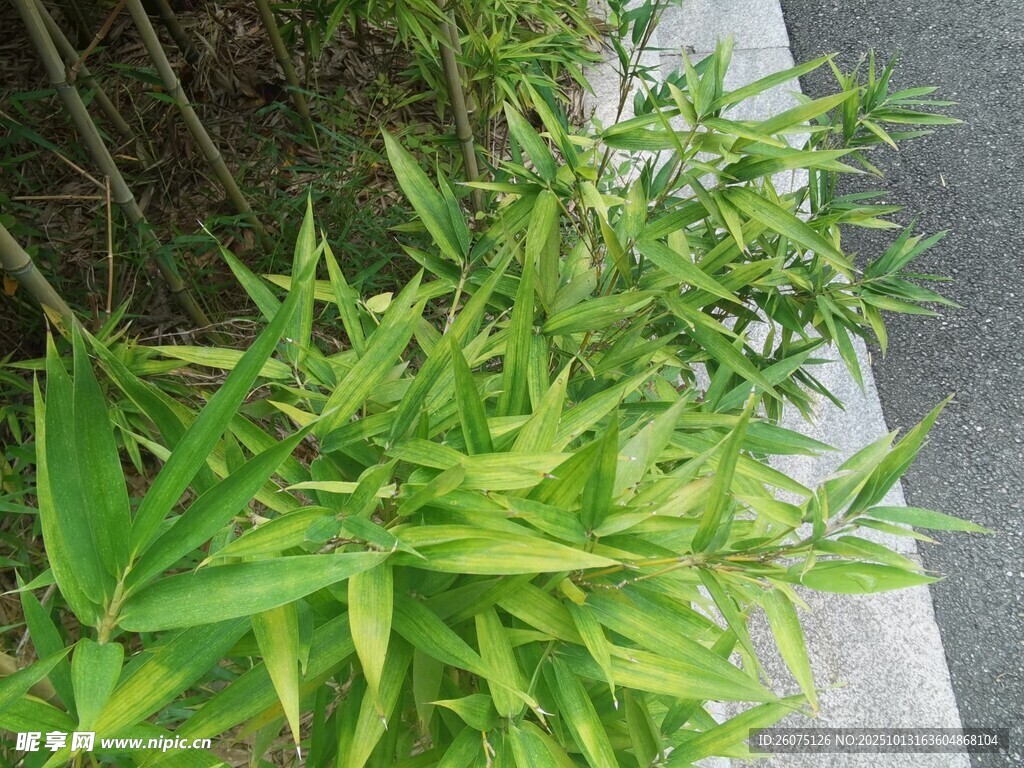 路边翠绿的蓬勃竹子