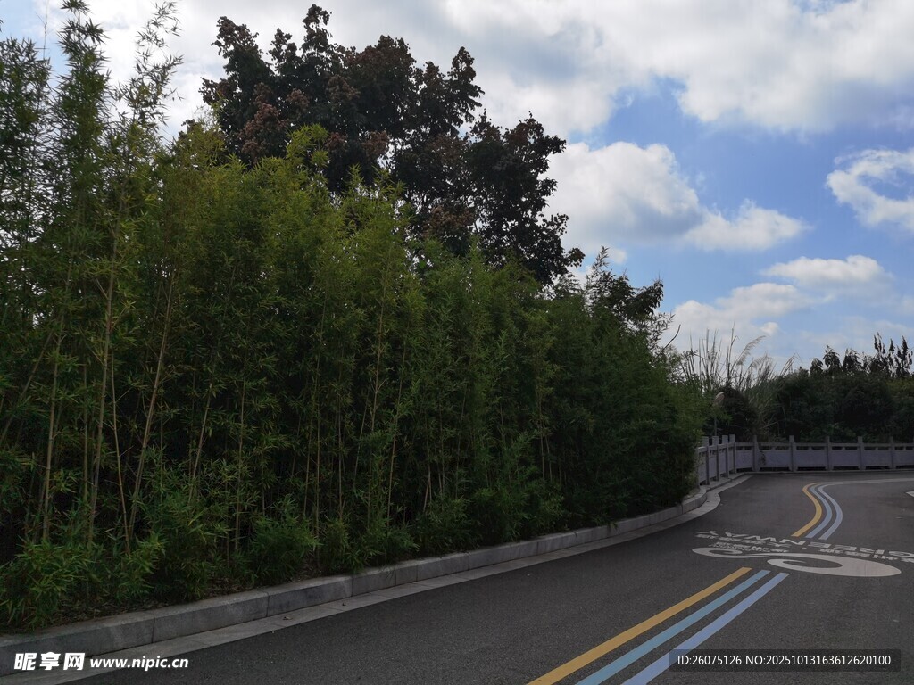 公路旁葱郁竹林风景