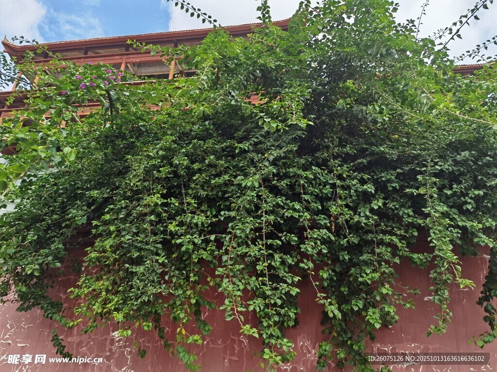 爬满绿植的红墙一角