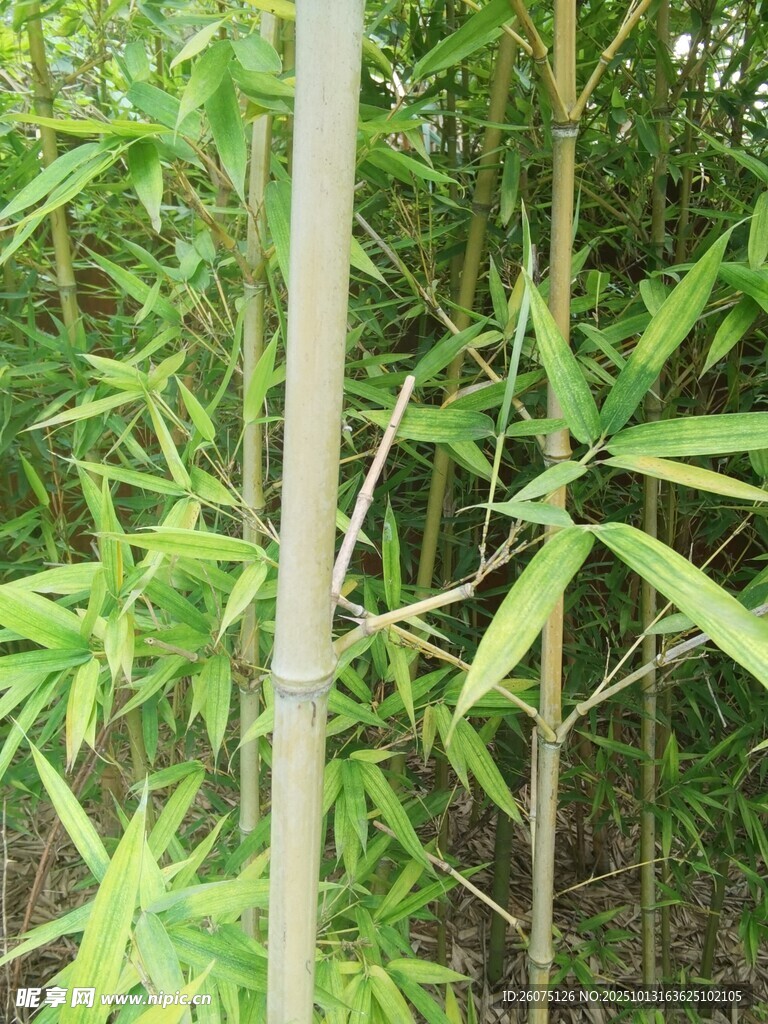 翠绿竹林景致