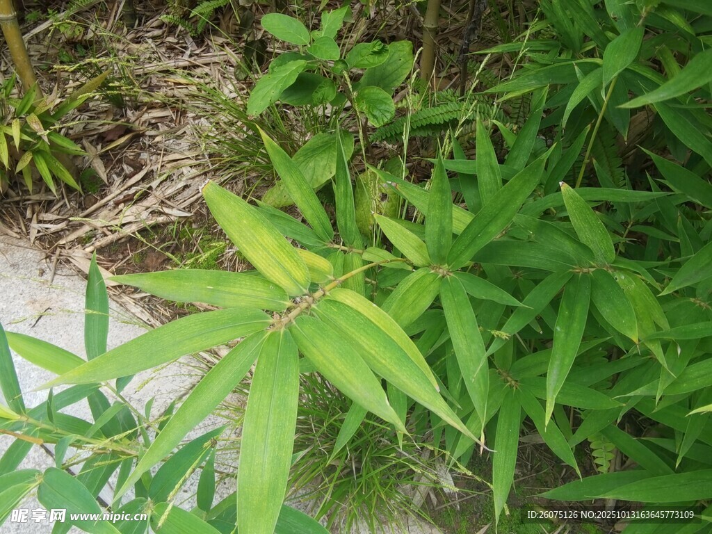 翠绿竹叶生机勃勃