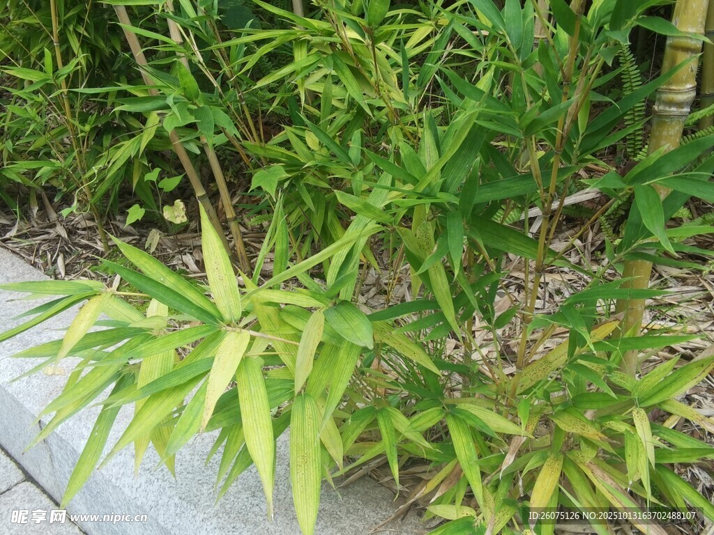 翠绿竹叶展现自然生机