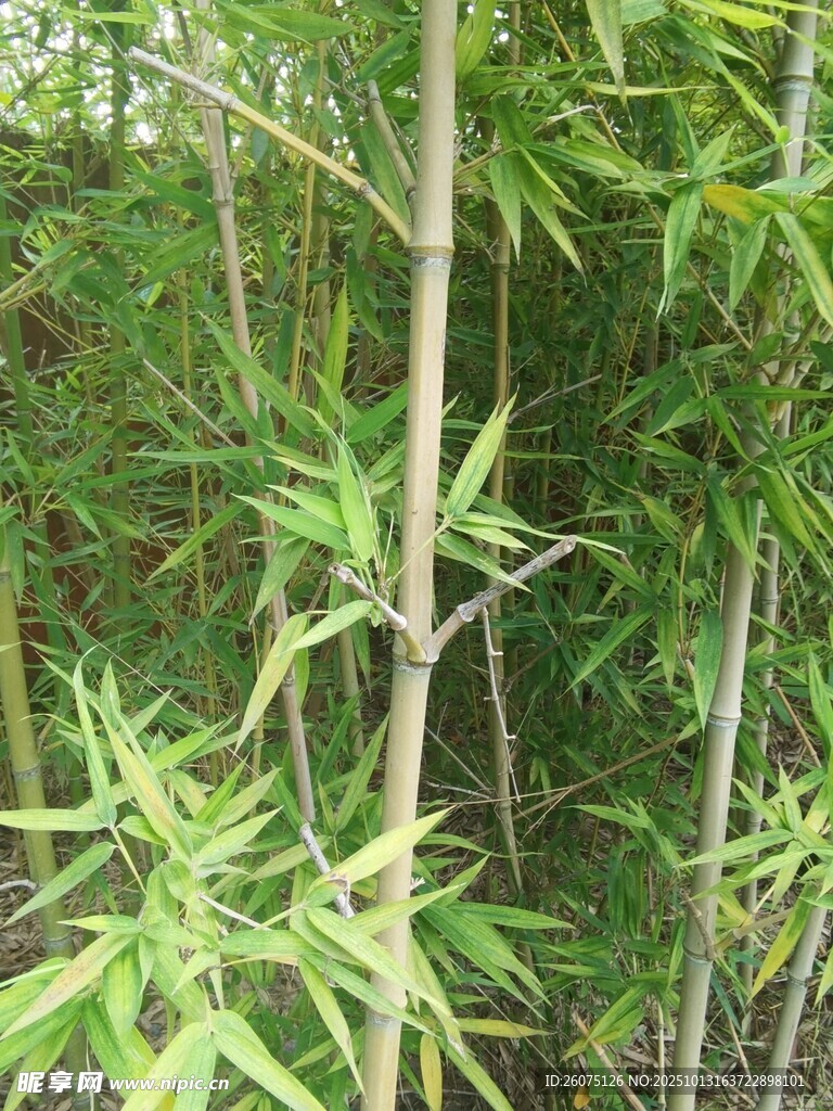 翠绿竹林生机盎然
