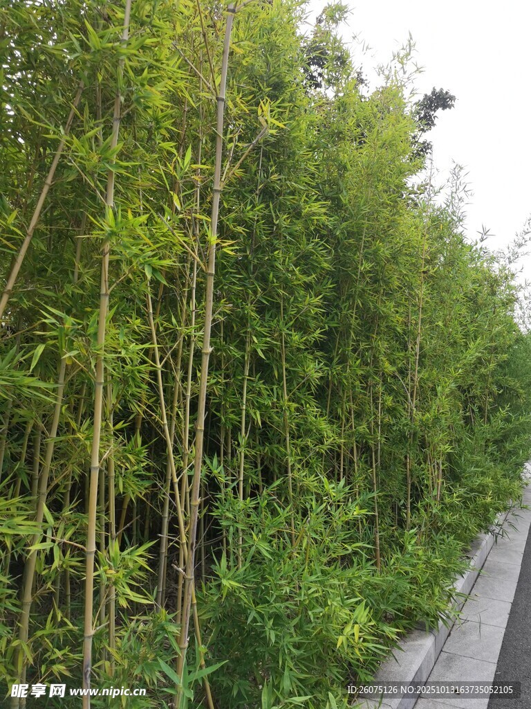 路边翠绿竹林景观
