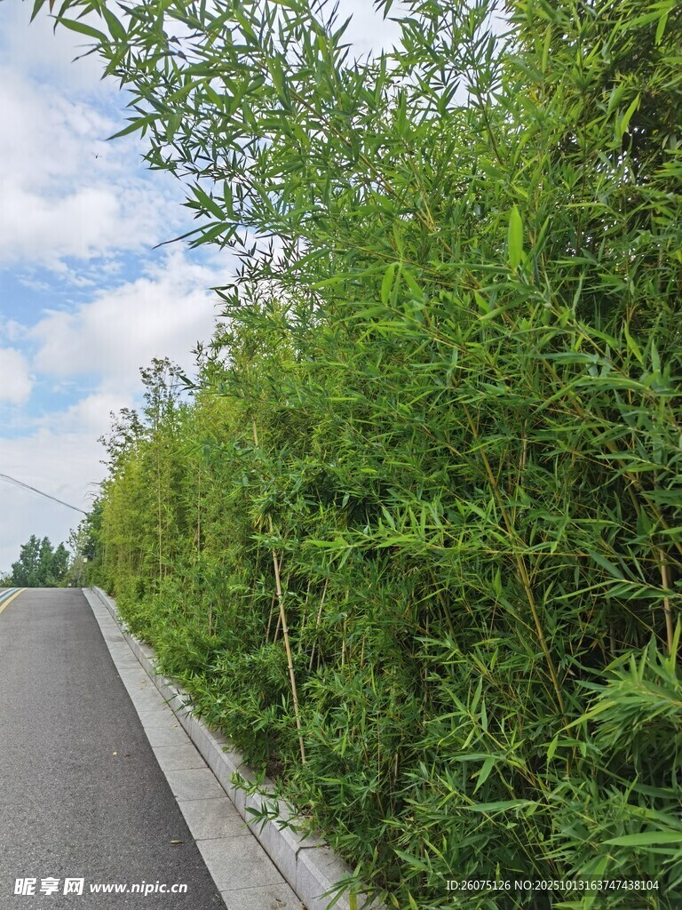 路边翠绿竹林风景