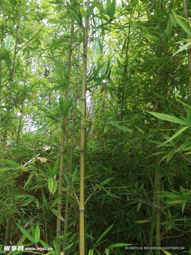 茂密竹林绿意盎然