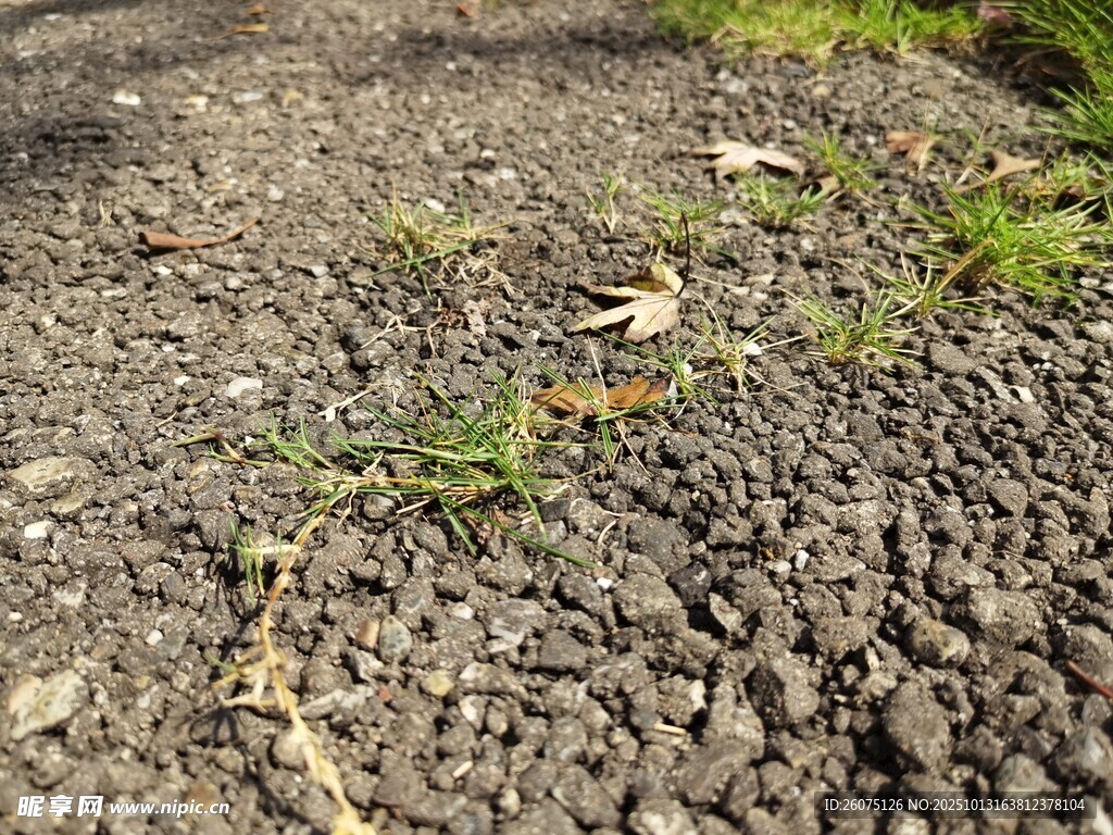 碎石地面上的零星小草