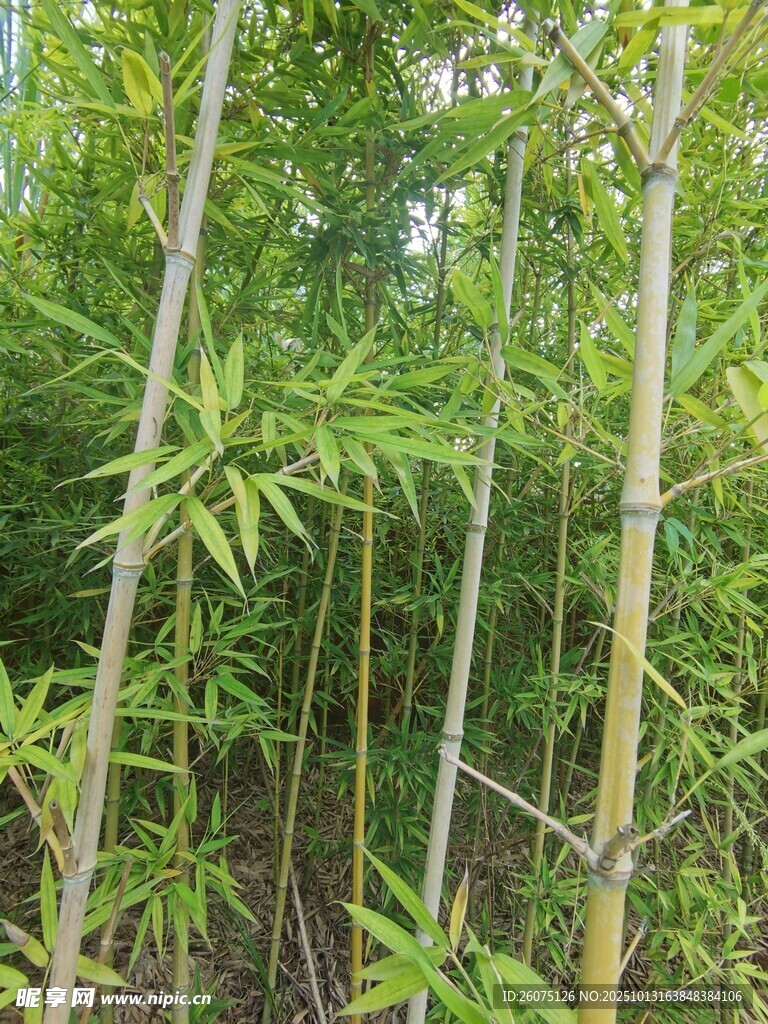 翠绿竹林清新自然景致