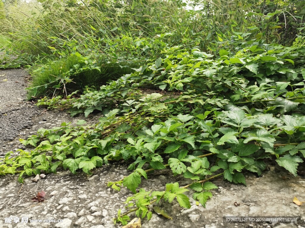 路边繁茂的绿色爬藤植物
