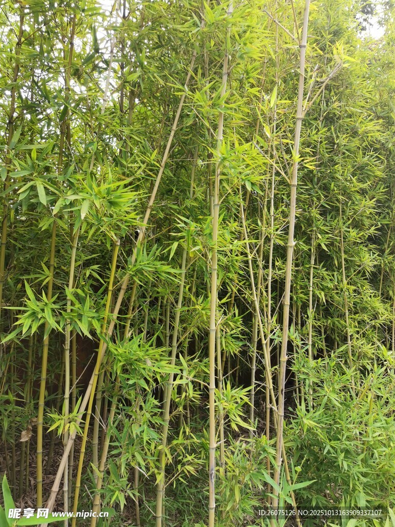翠绿竹林生机盎然