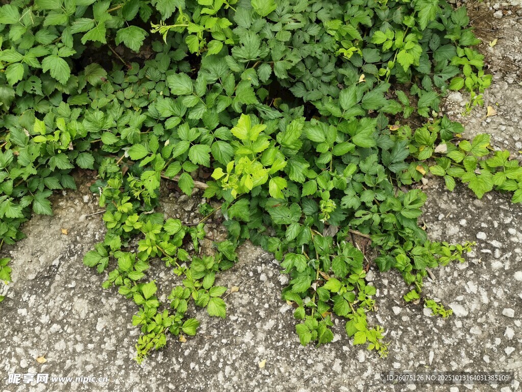 墙边翠绿藤蔓生机勃勃