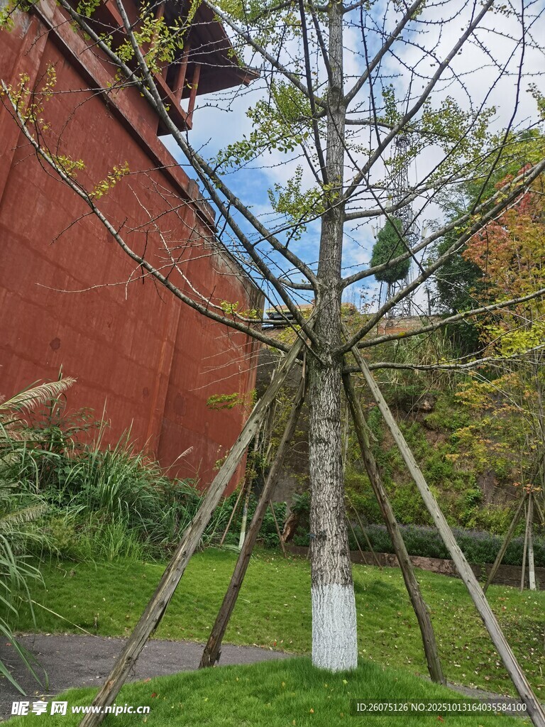 古建旁的树木支撑景观