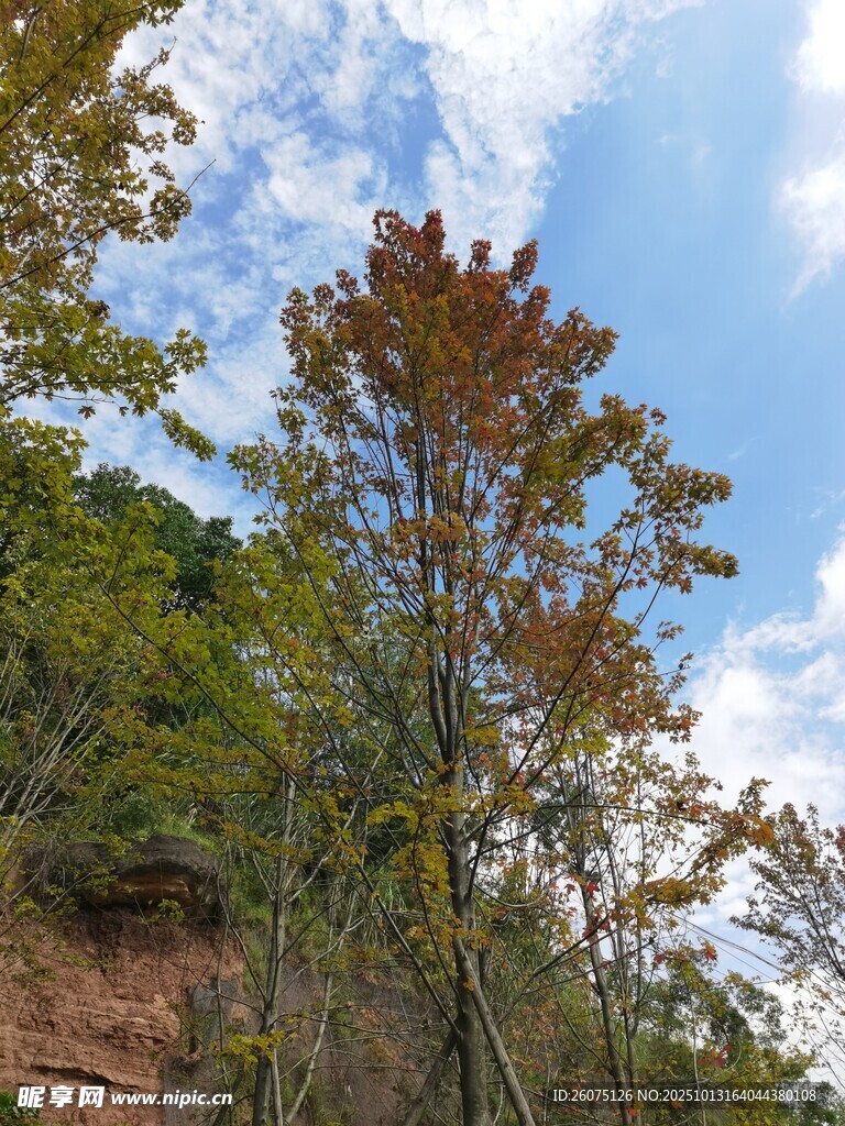 秋日山林树木风景图