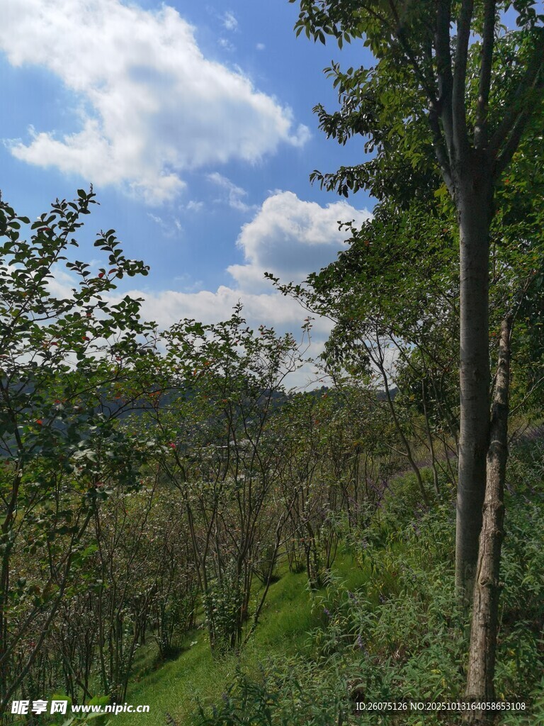 郊外绿意盎然的自然景致